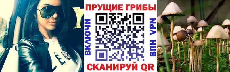 Галлюциногенные грибы Psilocybe  Купить  Ельня 